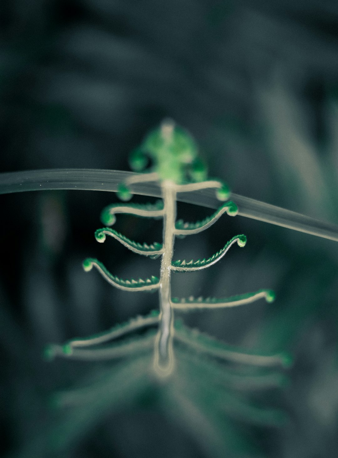 a close up of a green leaf with water droplets on it anime plant monster, macro closeup, soft glow