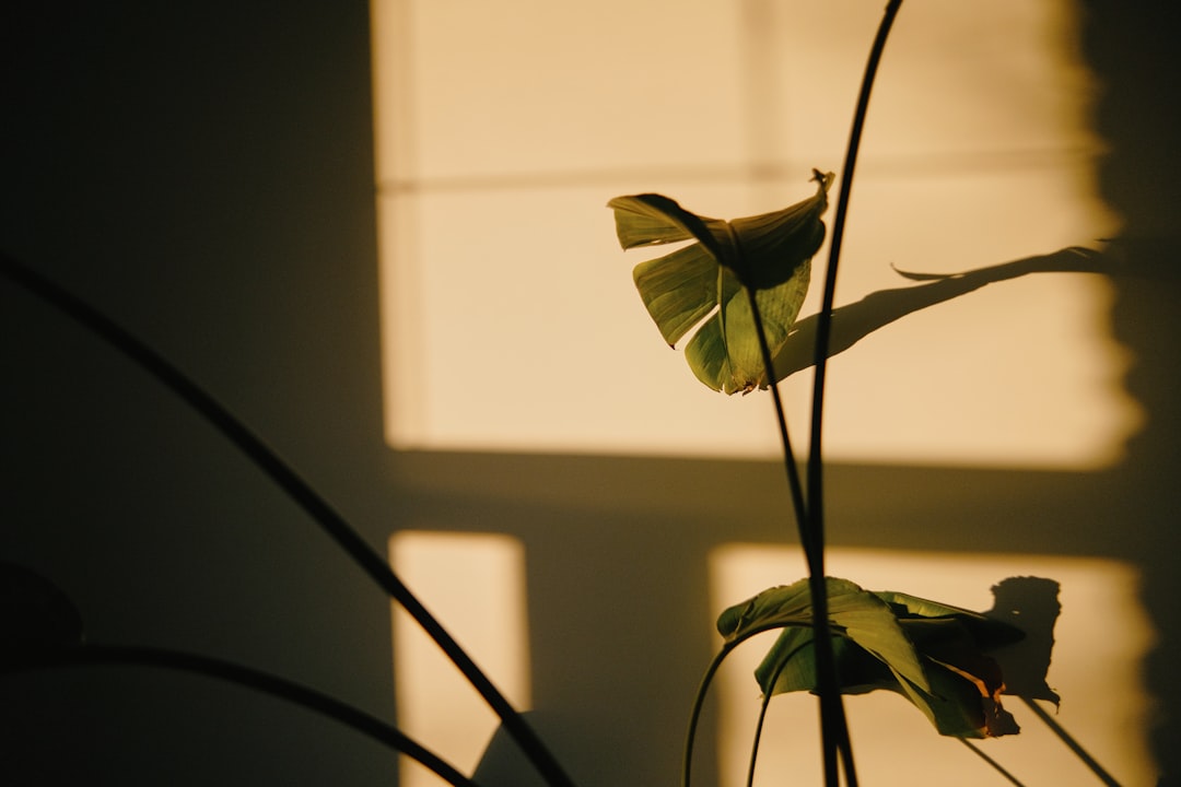 Shadows of leaves cast on a wall. morning sunlight, cup of kratom tea, peaceful home environment