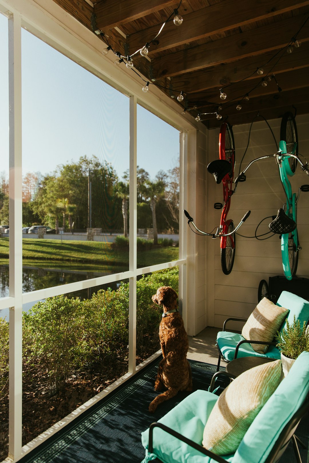 a dog sitting on a porch looking out the window person rolling out outdoor rug, terrace installation, measuring patio carpet
