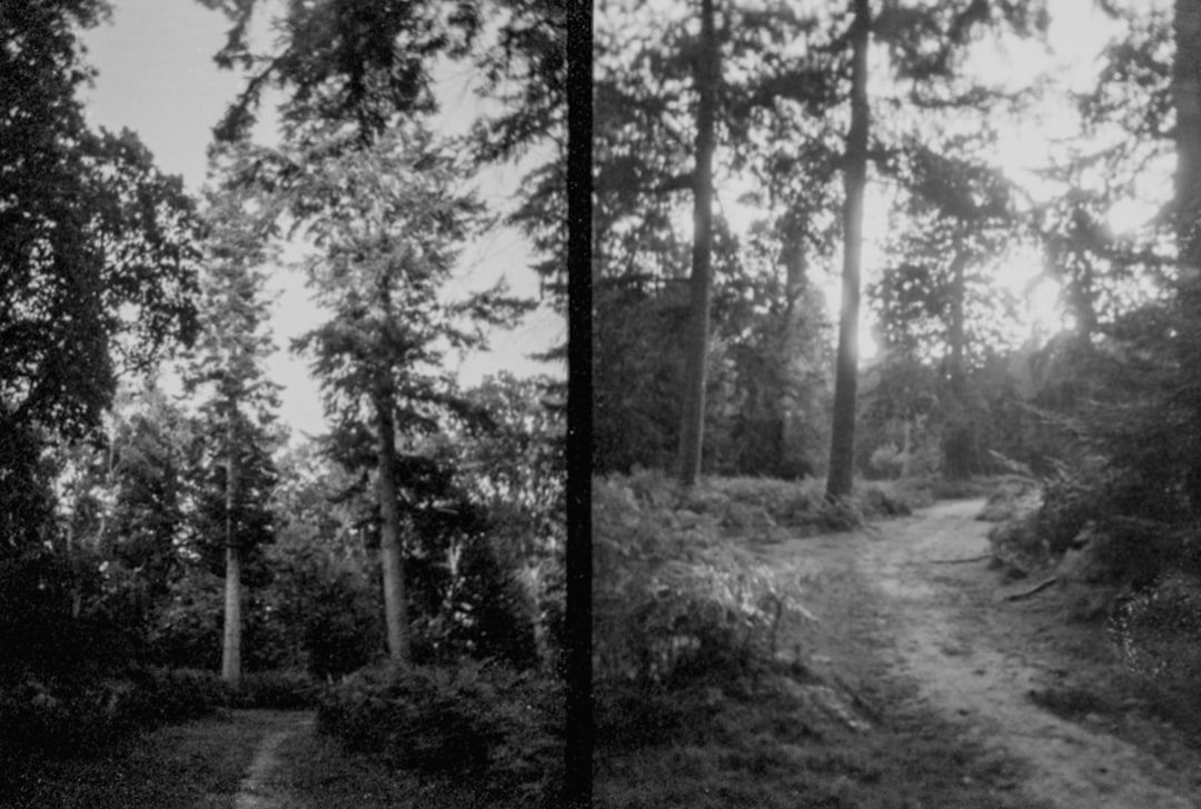 a black and white photo of a path in the woods before after photo comparison, image upscaling example, low resolution vs high resolution