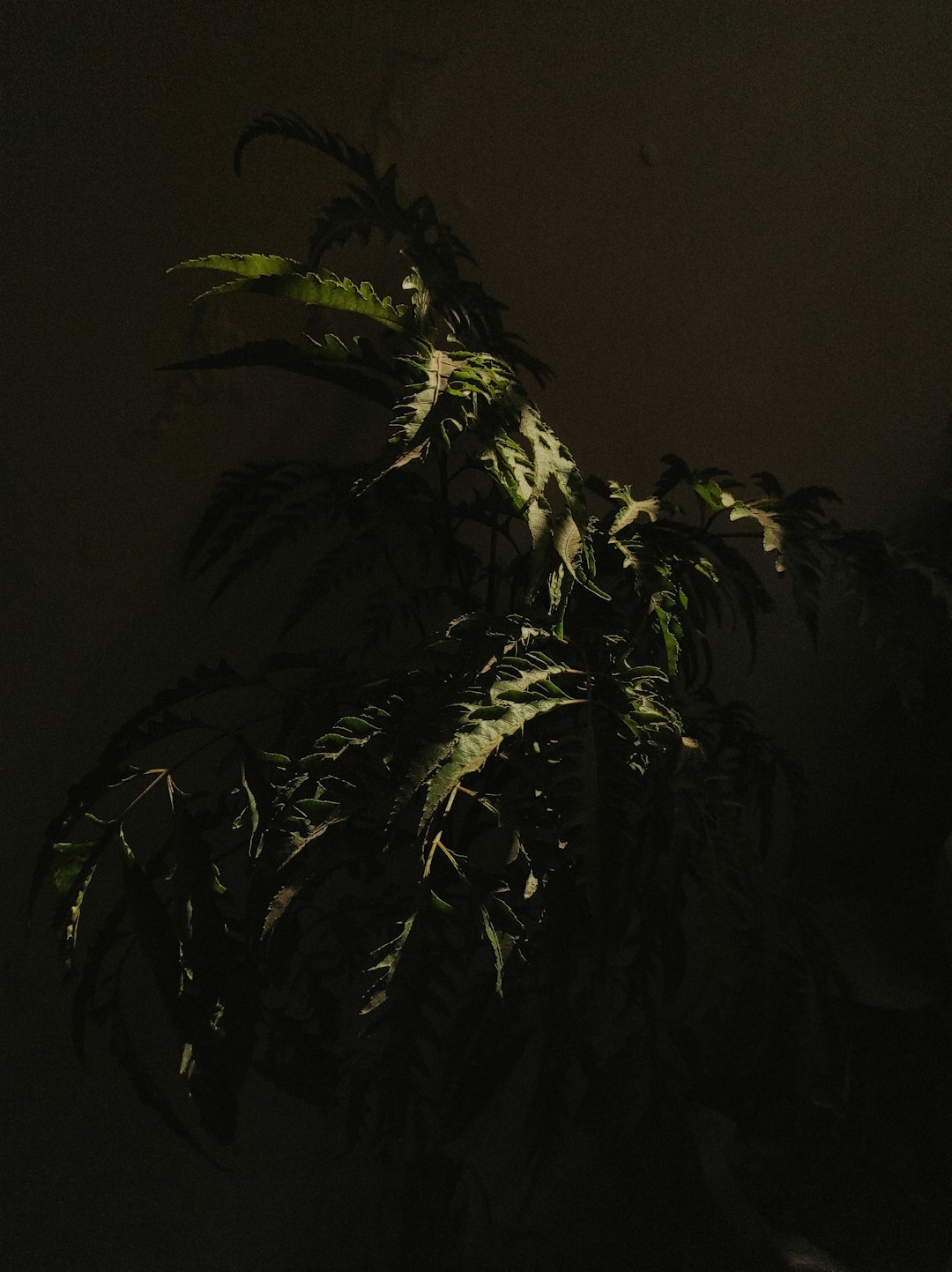 a plant with green leaves in a dark room prompt structure, plant creature, visual effects