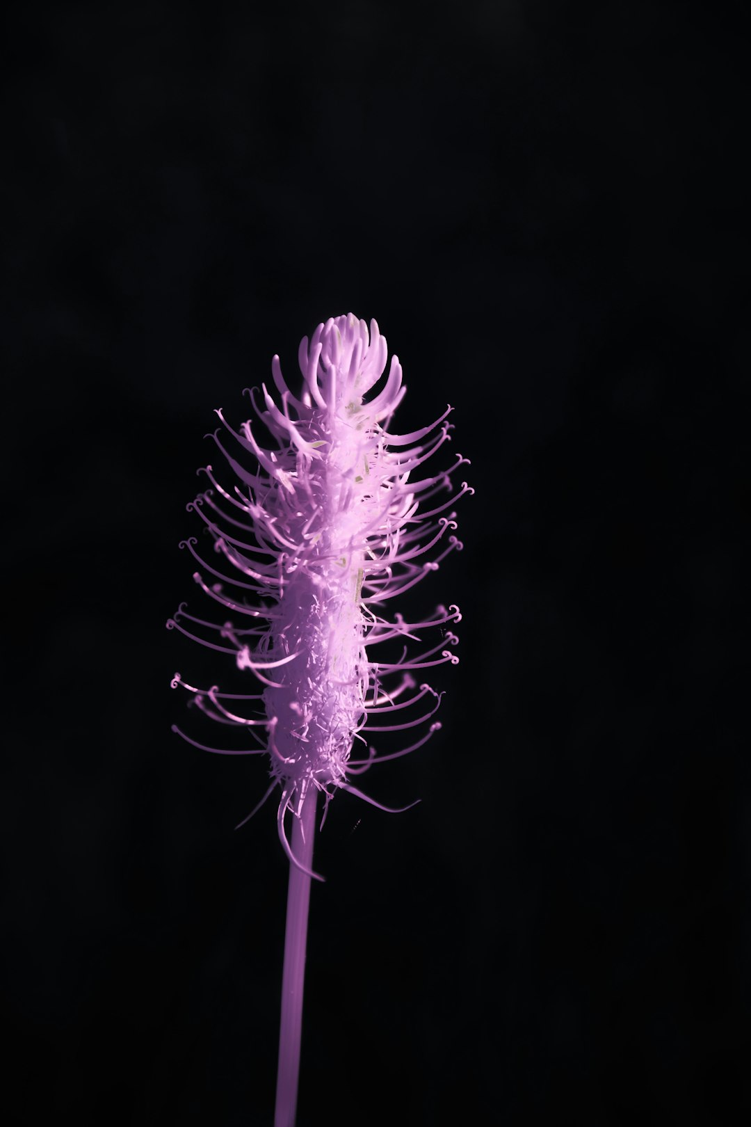 a purple flower with a black background glowing pollen, fantasy mouth, plant creature