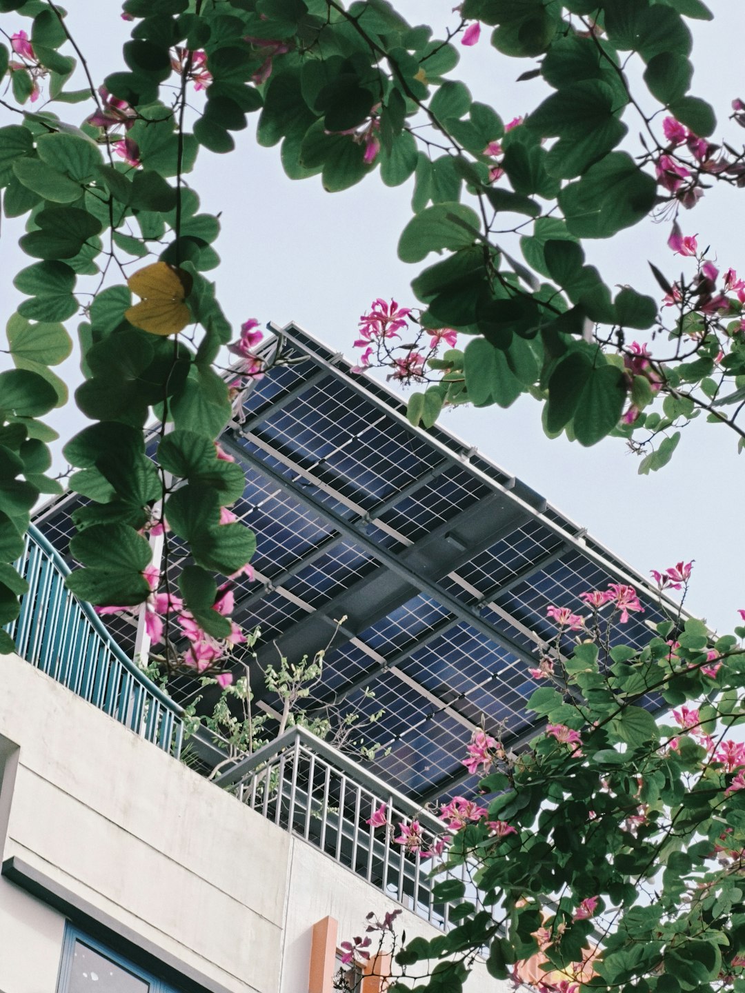Solar panels on a rooftop surrounded by pink flowers. eco cleaning, green home, solar panels, energy savings